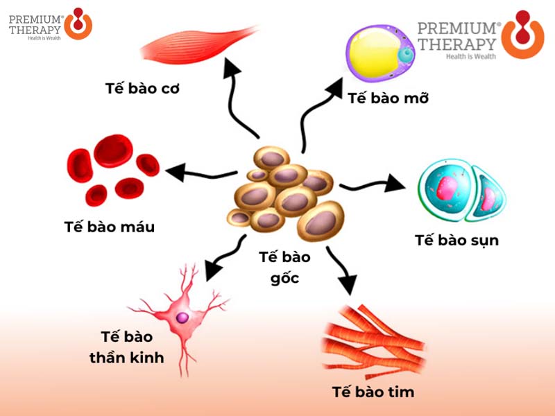 Công nghệ tế bào gốc là gì
